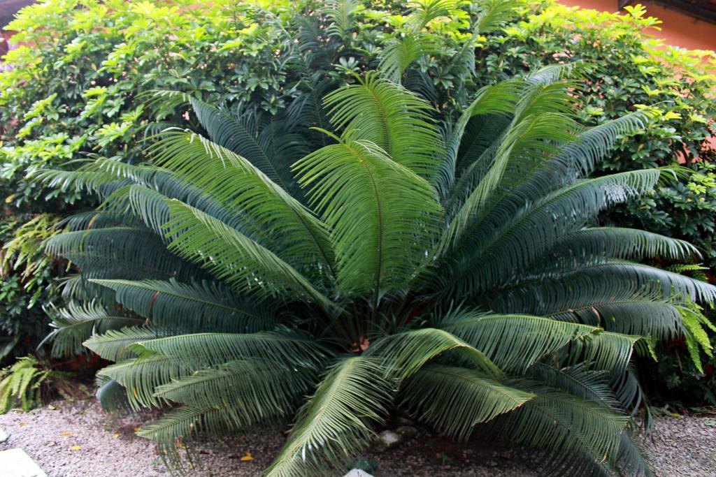 Pousada Do Pinheiro Camburi  Esterno foto