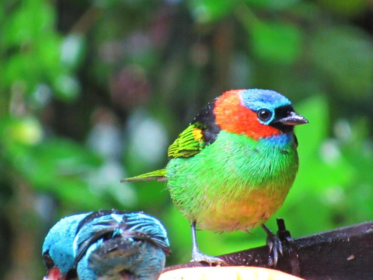 Pousada Do Pinheiro Camburi  Esterno foto